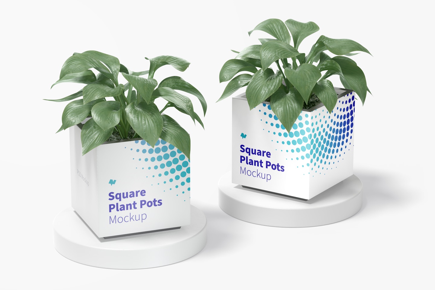 Squared Plant Pots Mockup