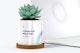 Ceramic Cylindrical Plant Pot and Laptop Mockup